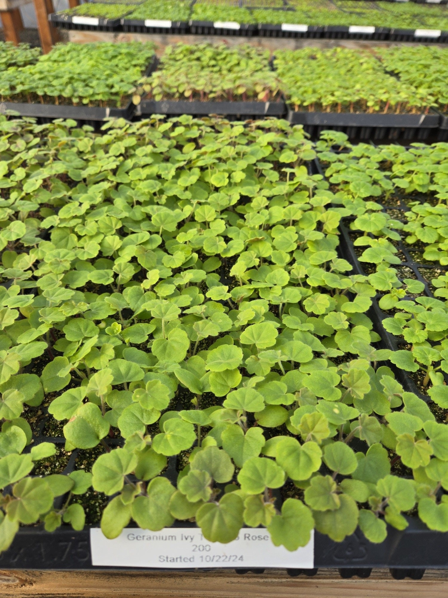 trailing ivy geranium seeds 15 Ivy Geranium Seeds Tornado Rose Trailing Geranium