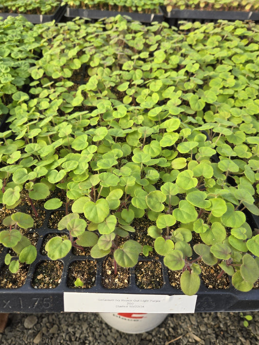 purple geranium seeds Reach Out Light Purple Ivy Geranium Seeds 15 thru 50 Geranium Seeds –  trailingpetunia.com