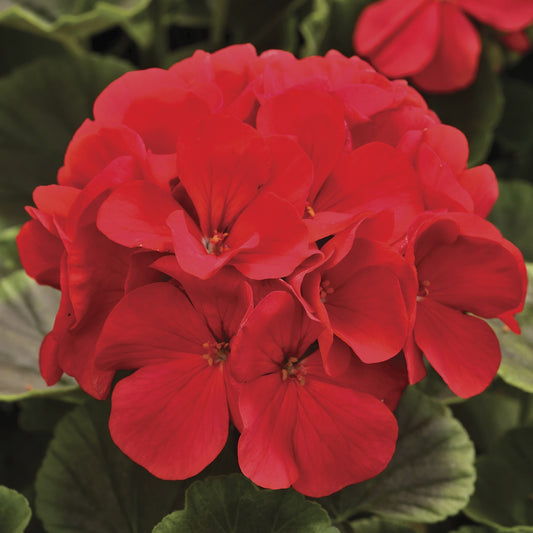 Geranium Seeds Bullseye Red 15 Seeds
