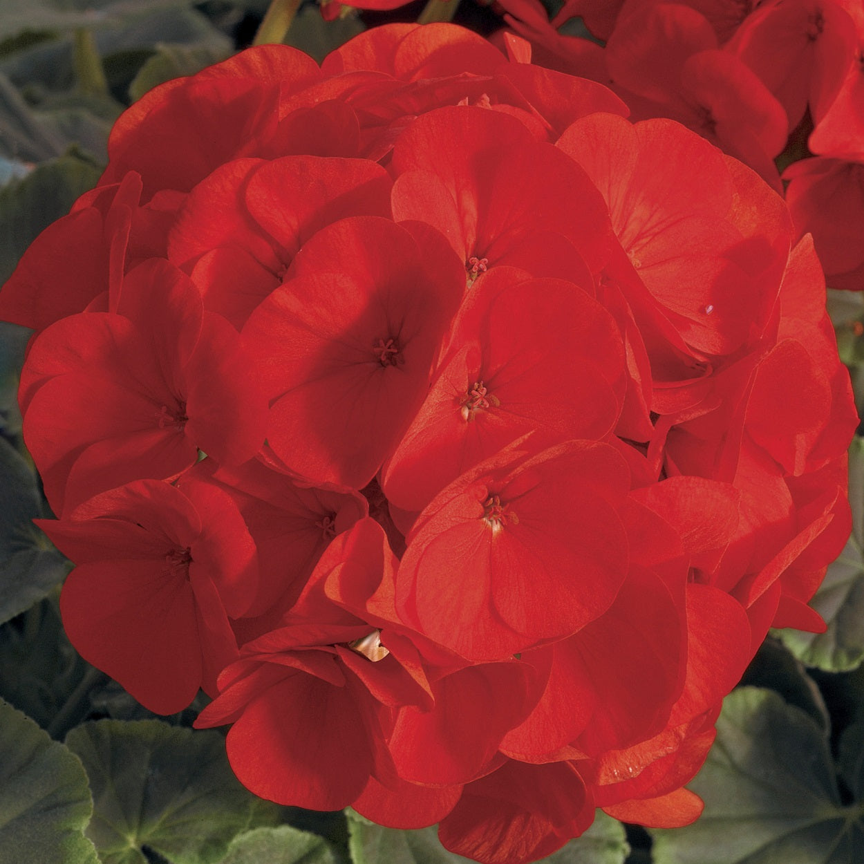 Geranium Seeds Bullseye Scarlet 15 Seeds