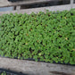 15 Maverick Orange Geranium Seeds Spring Seeds