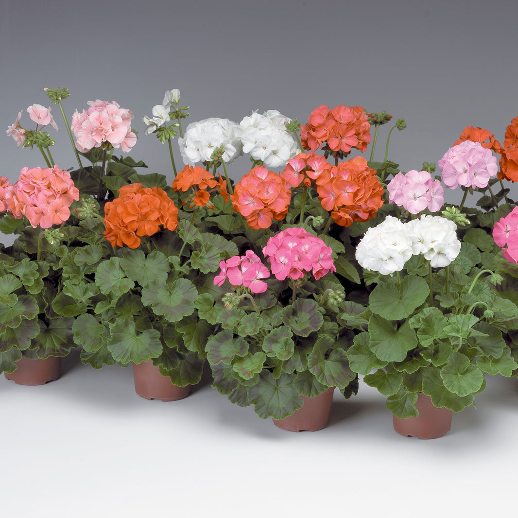 Geranium Seeds Online | Perennial Geranium Seeds | Trailing Petunia ...
