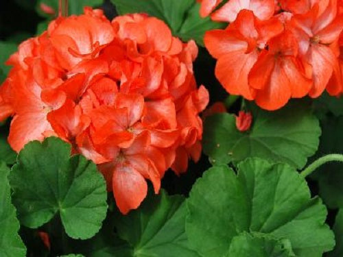 15 Geranium Seeds Geranium Pinto Premium Orange Bi Color Geraniums