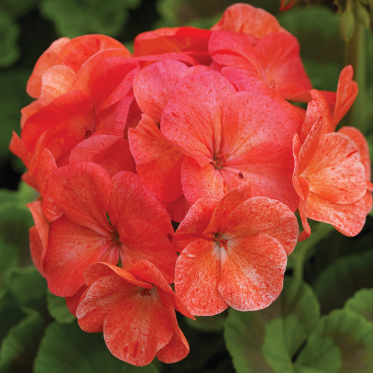 Pinto Premium Salmon Splash Geranium Seeds – 15 Flower Seeds