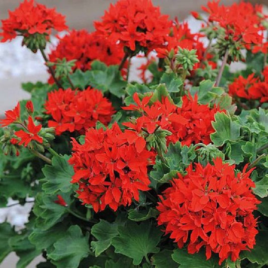 15 Geranium Seed Quantum Red Geranium Seeds