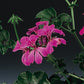 15 Ivy Geranium Seeds Tornado Rose Trailing Geranium