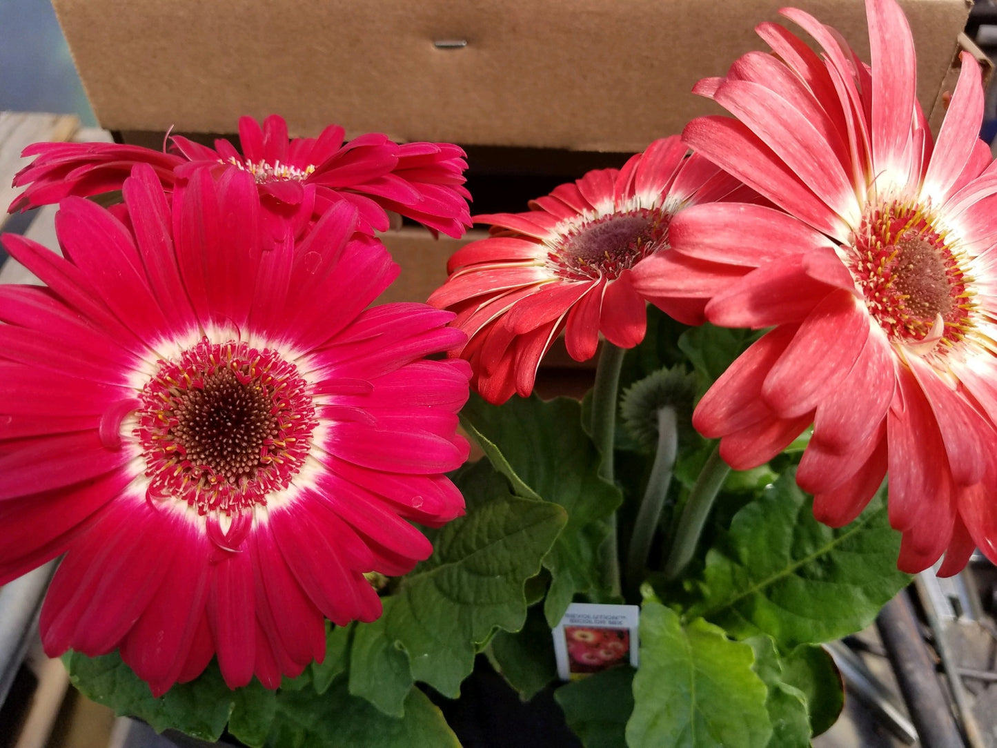 15 Gerbera Seeds Revolution™ Mix Bicolor Gerbera Seeds