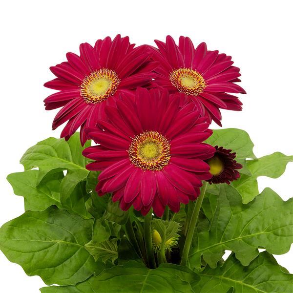 15 Gerbera Seeds FloriLine Maxi Dark Purple Light Eye