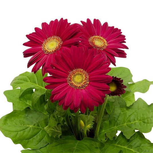 15 Gerbera Seeds FloriLine Maxi Dark Purple Light Eye