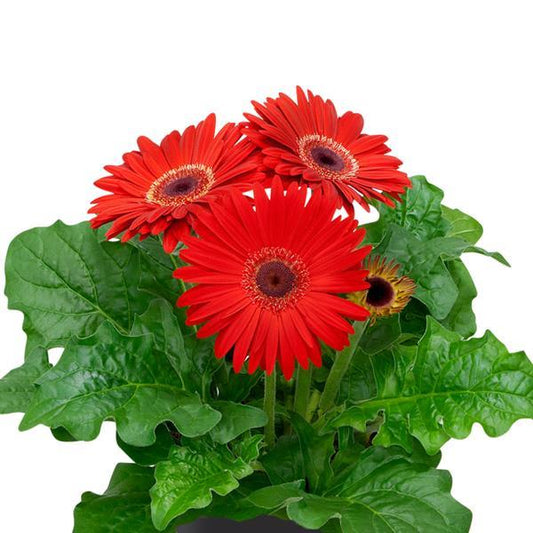15 Gerbera Seeds FloriLine Maxi Red Dark Eye