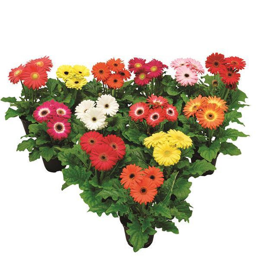 15 Gerbera Seeds FloriLine Maxi Select Mix