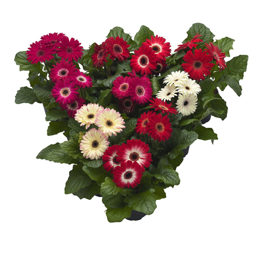 15 Gerbera Seeds FloriLine Maxi Winter Mix