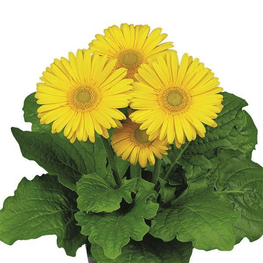 15 Gerbera Seeds FloriLine Maxi Yellow Dark Eye