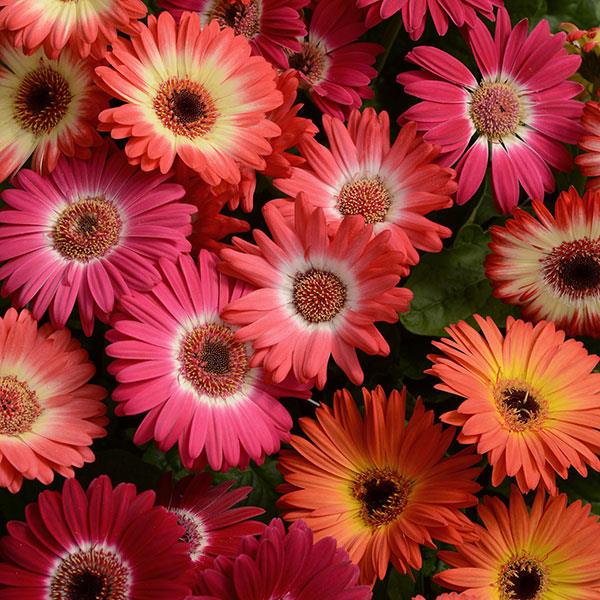 15 Gerbera Seeds Revolution™ Mix Bicolor Gerbera Seeds