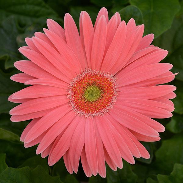 15 Gerbera Seeds Revolution™ Salmon Shades Light Eye Gerbera Daisy Seeds