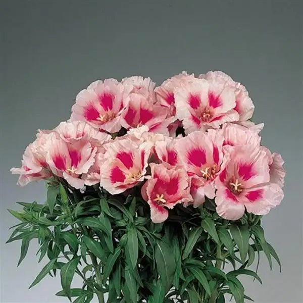 Cut Flower Seed Collection – 8 Varieties, 300 Seeds | Bouquet Garden Kit