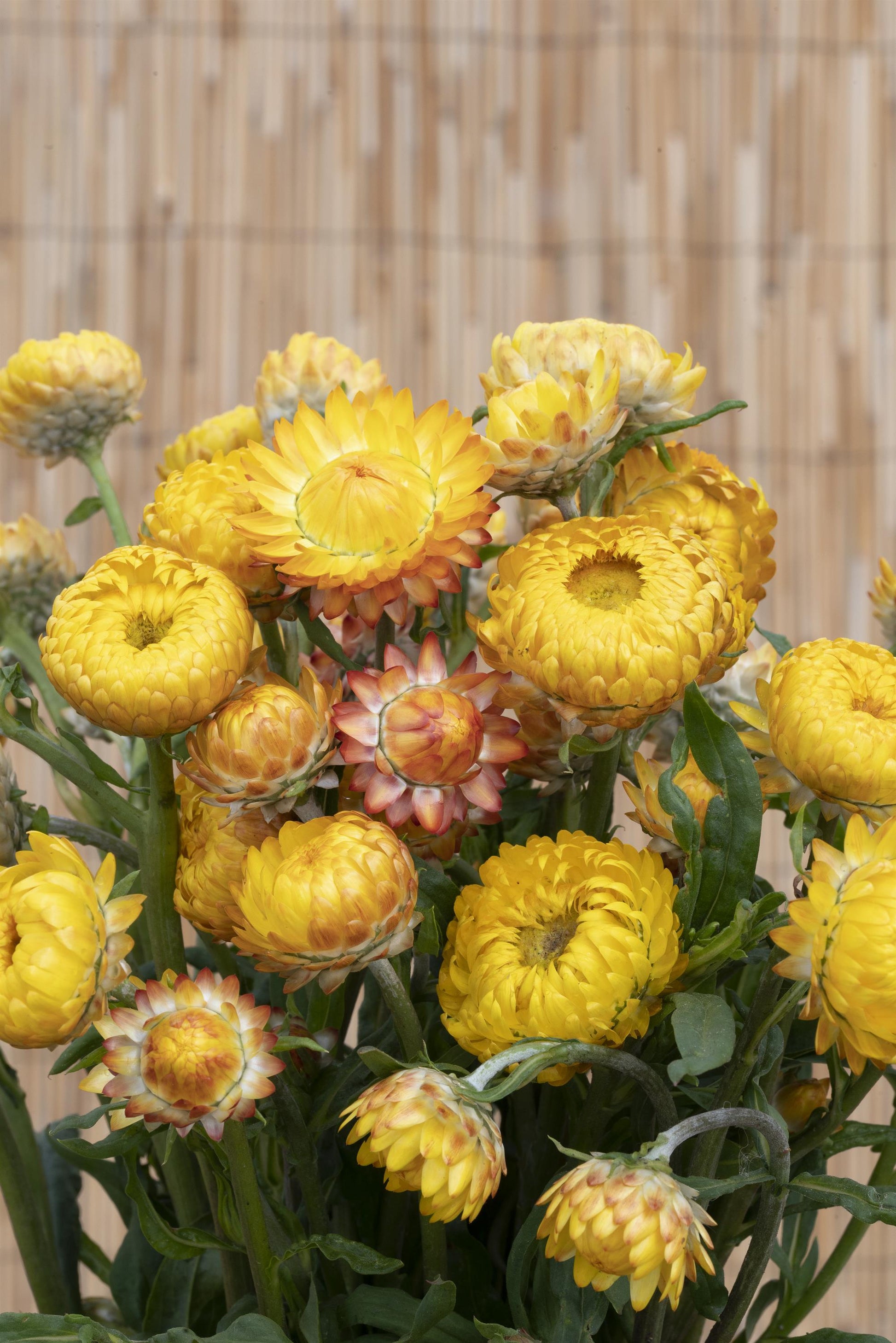 helichrysum flower seeds Helichrysum Strawflower Seeds King Size Gold – 100 Pack – trailingpetunia.com