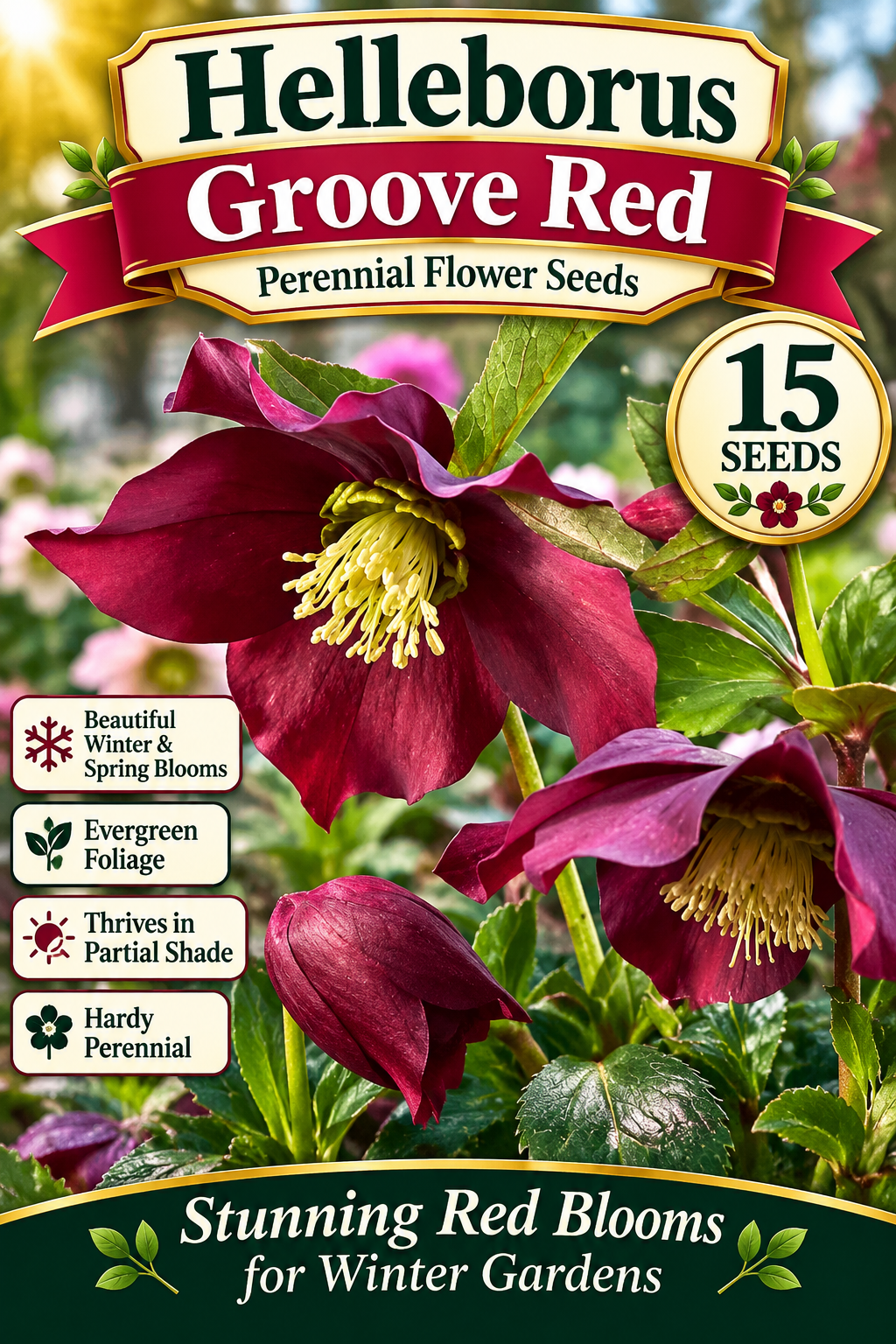 Groove Red helleborus seed graphic with burgundy blooms, 15 seeds