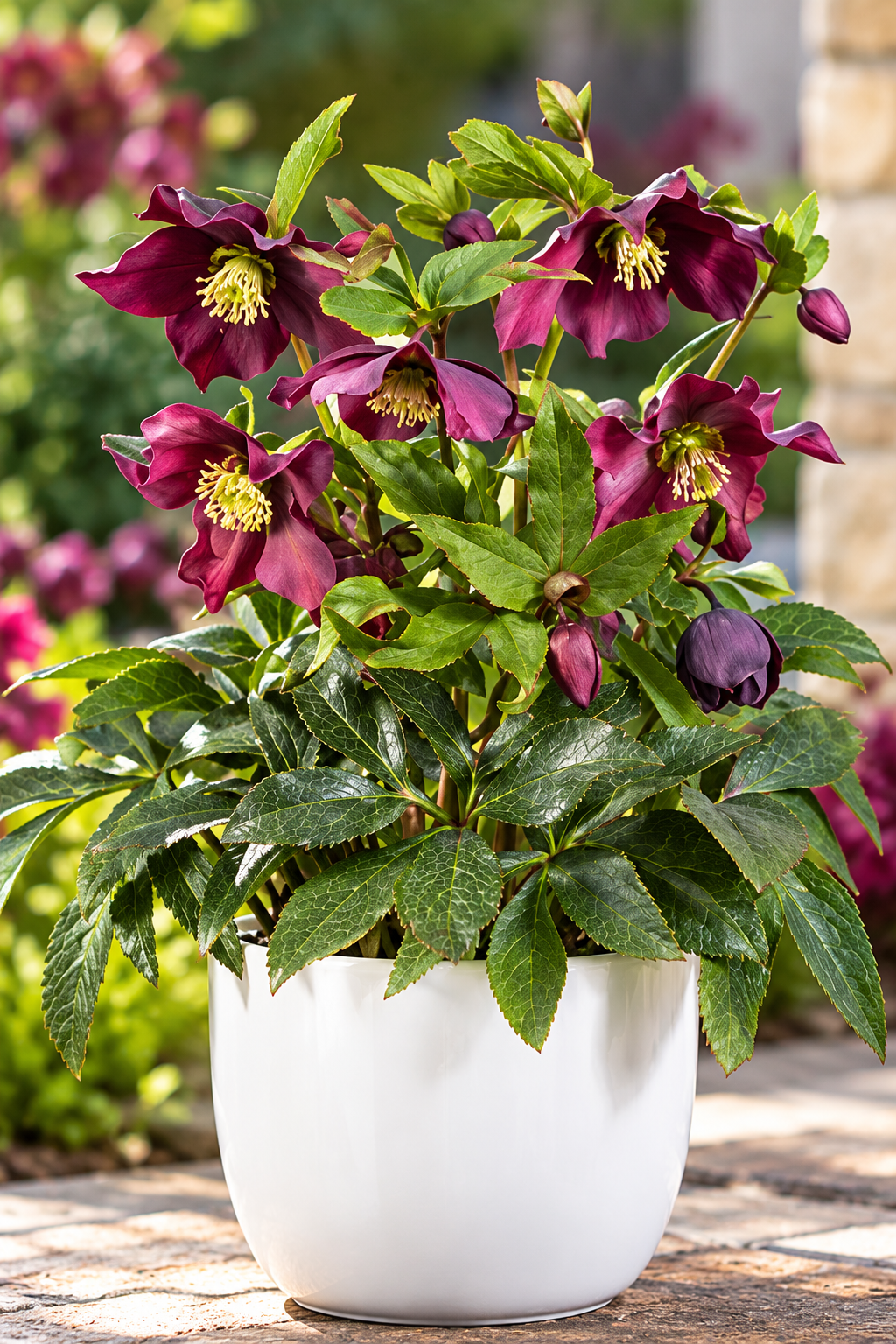  Groove Red helleborus with burgundy flowers in a white pot
