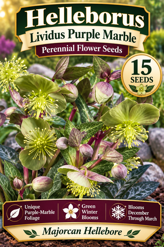 Lividus Purple Marble helleborus seed graphic with green blooms, 15 seeds