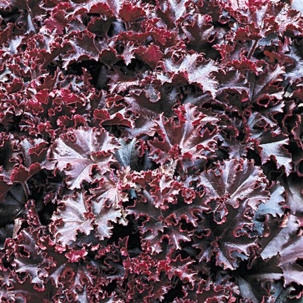 Heuchera Seeds Melting Fire | 50 Coral Bells Perennial Flower Seeds