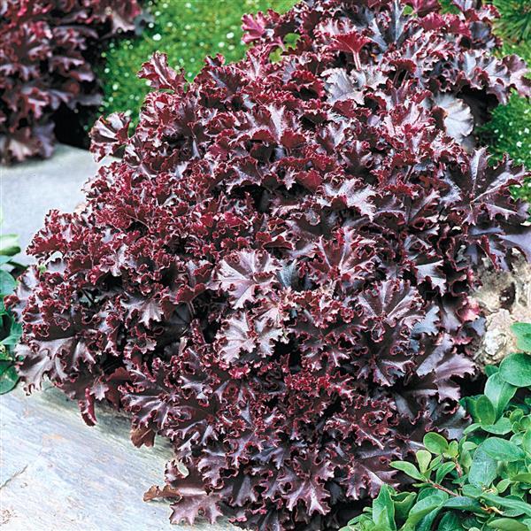 Heuchera Seeds Melting Fire | 50 Coral Bells Perennial Flower Seeds