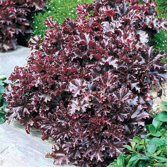 Heuchera Seeds Melting Fire | 50 Coral Bells Perennial Flower Seeds