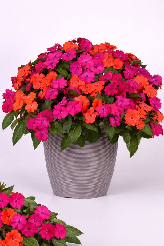 Impatiens Seeds Solarscape® XL Voodoo Mix – 15 Seeds | Sun & Shade Garden Flower Seeds