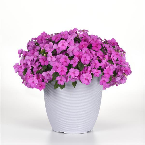 Impatiens Beacon Blue Pearl Walleriana Seeds 50 Seeds Free Flowering Variety