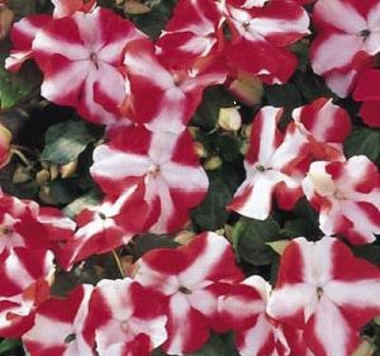 Impatiens Seeds Accent Red Star 50 Flower Seeds