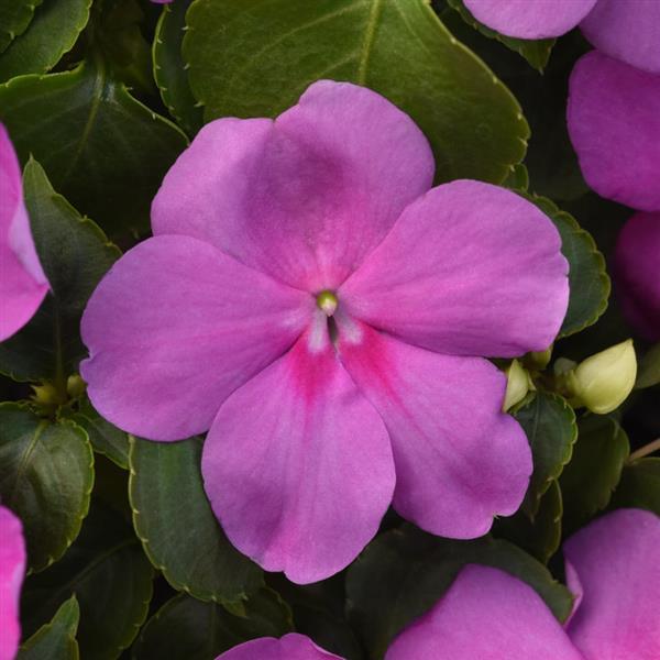 Impatiens Beacon Blue Pearl Walleriana Seeds 50 Seeds Free Flowering Variety