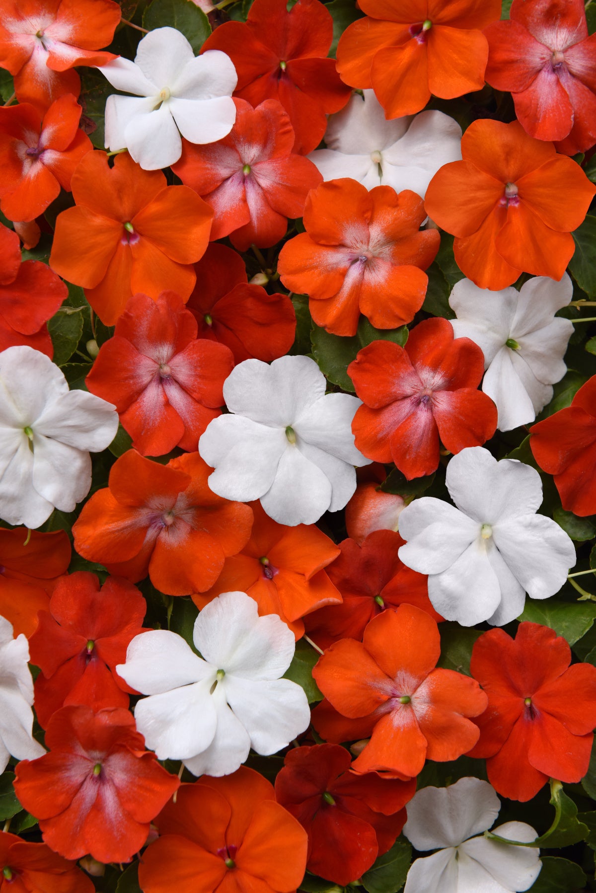 50 Impatiens Seeds Beacon De Ven Mix – Walleriana Flower Seeds