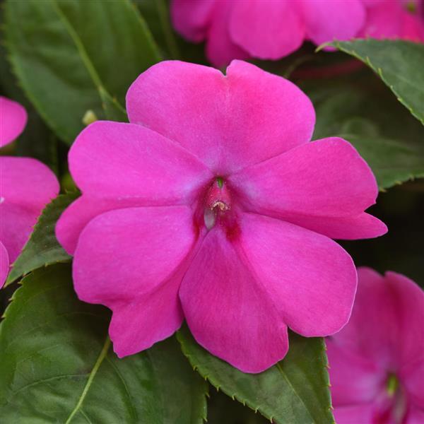 Impatiens Seeds Solarscape Pink Jewel 15 Seeds Sun Impatiens