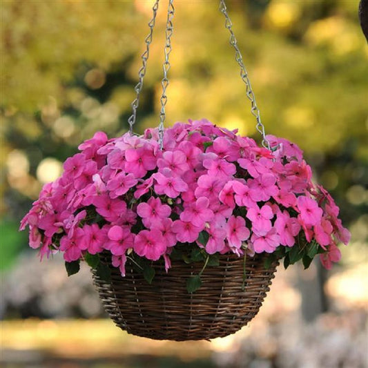 50 Impatiens Seeds Super Elfin Rose Flower Seeds