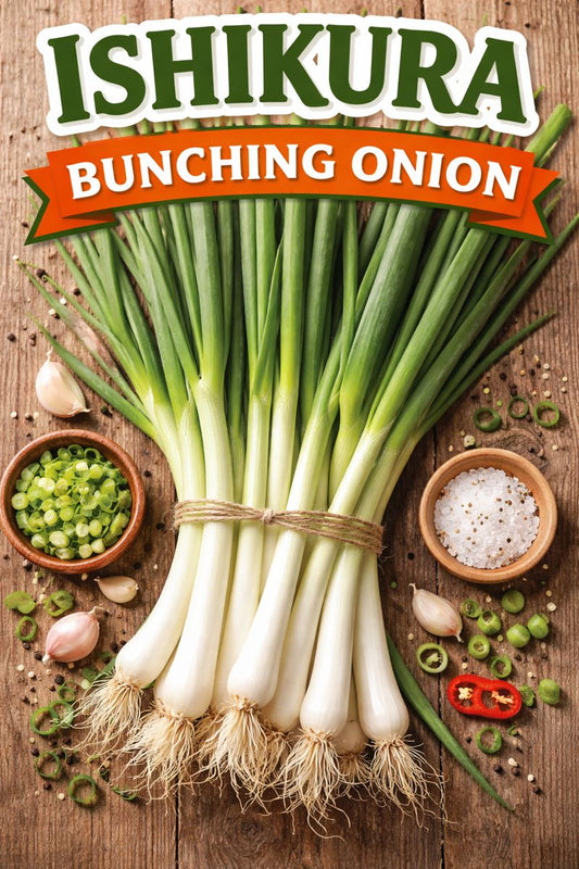 Ishikura Bunching Onion Seeds 250 Perennial Japanese Green Onion Vegetable Seeds