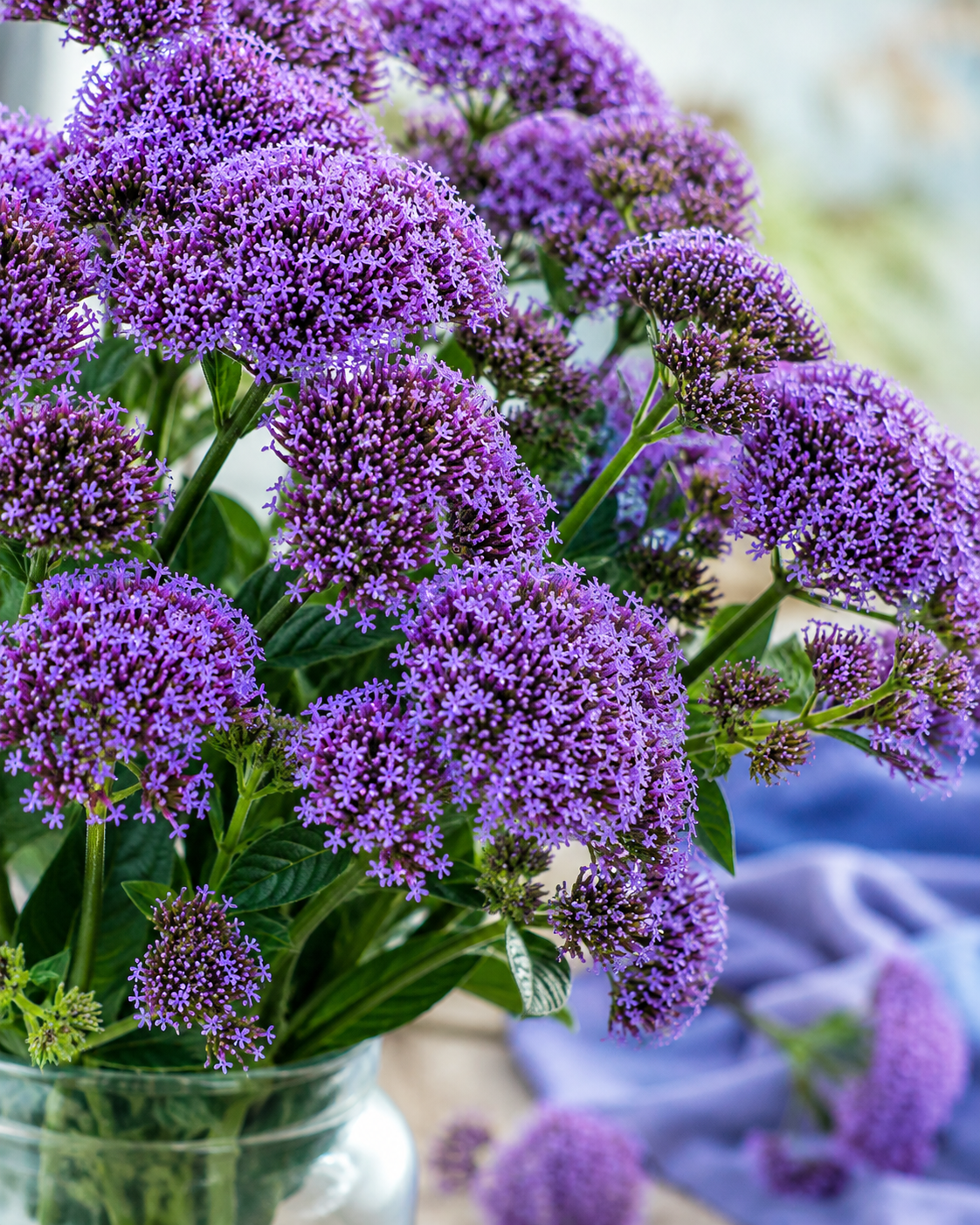 Lake Michigan Blue Trachelium Seeds 50 Seeds Premium Cut Flower Variety