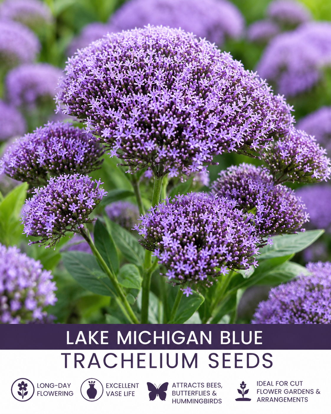 Lake Michigan Blue Trachelium Seeds 50 Seeds Premium Cut Flower Variety