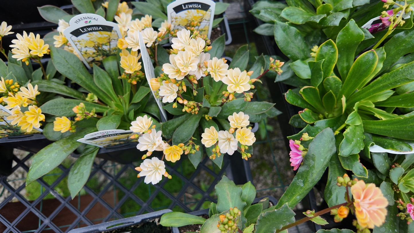 25 Lewisia Seeds Lewisia Elise Golden Yellow Succulent Seeds