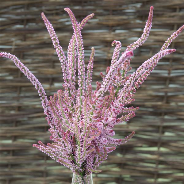 200 Limonium Suworowii Pink Pokers Seeds Limonium Seeds