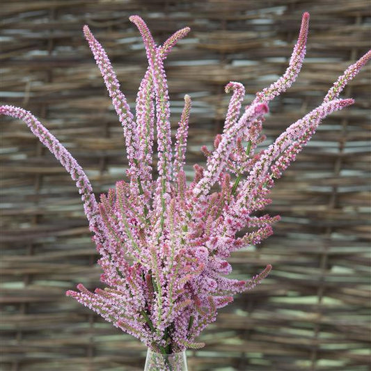200 Limonium Suworowii Pink Pokers Seeds Limonium Seeds
