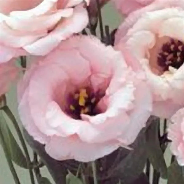 25 Pelleted Lisianthus Seeds Arena 3 Baby Pink Double Cut Flower Seeds