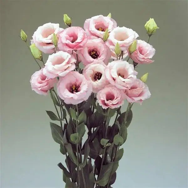 25 Pelleted Lisianthus Seeds Arena 3 Baby Pink Double Cut Flower Seeds