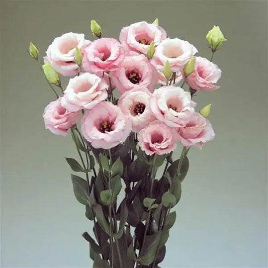 25 Pelleted Lisianthus Seeds Arena 3 Baby Pink Double Cut Flower Seeds