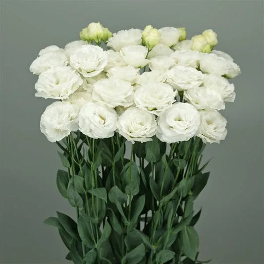 25 Pelleted Lisianthus Seeds Wedding 2 Kiss White Cut Flower Seeds