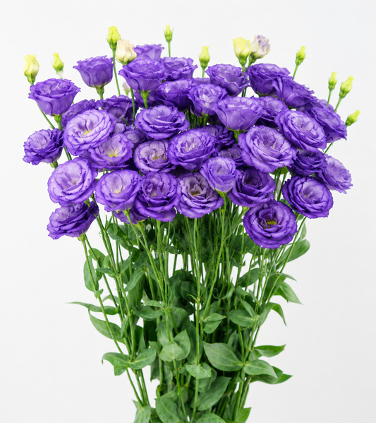 Lisianthus Seeds Arosa 1 Sky Blue 25 Pelleted Seeds
