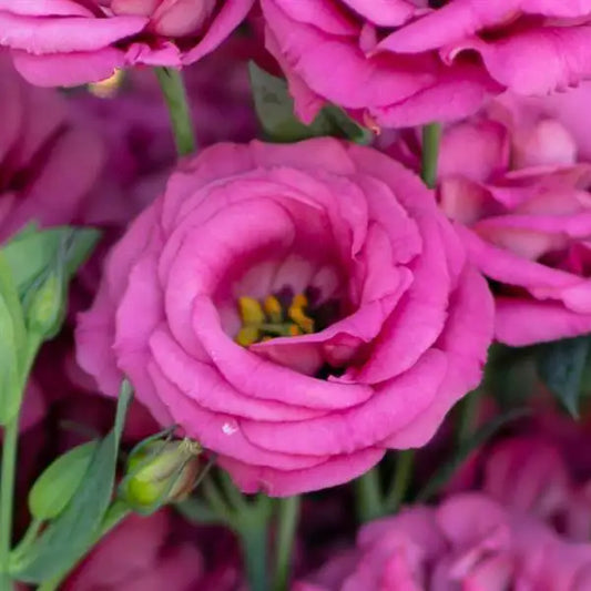 25 Pelleted Lisianthus Seeds Rosita 2 Deep Rose Double Cut Flower Seeds