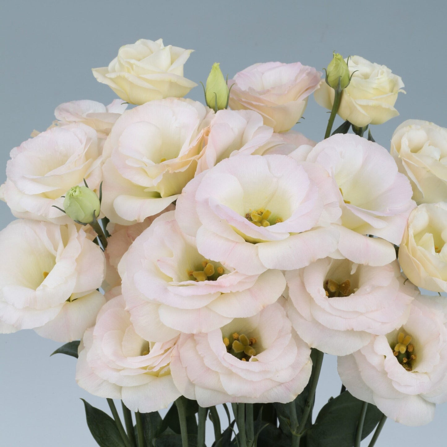 Lisianthus Seeds Rosita Champagne 25 Pelleted Seeds