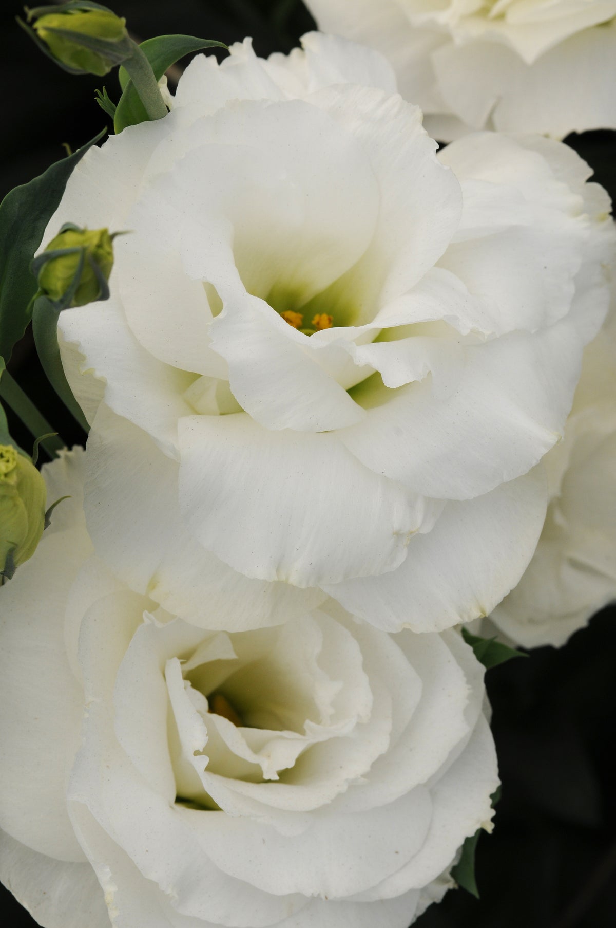 Wedding Bouquet Flower Seed Collection – 8 Varieties, 525 Seeds