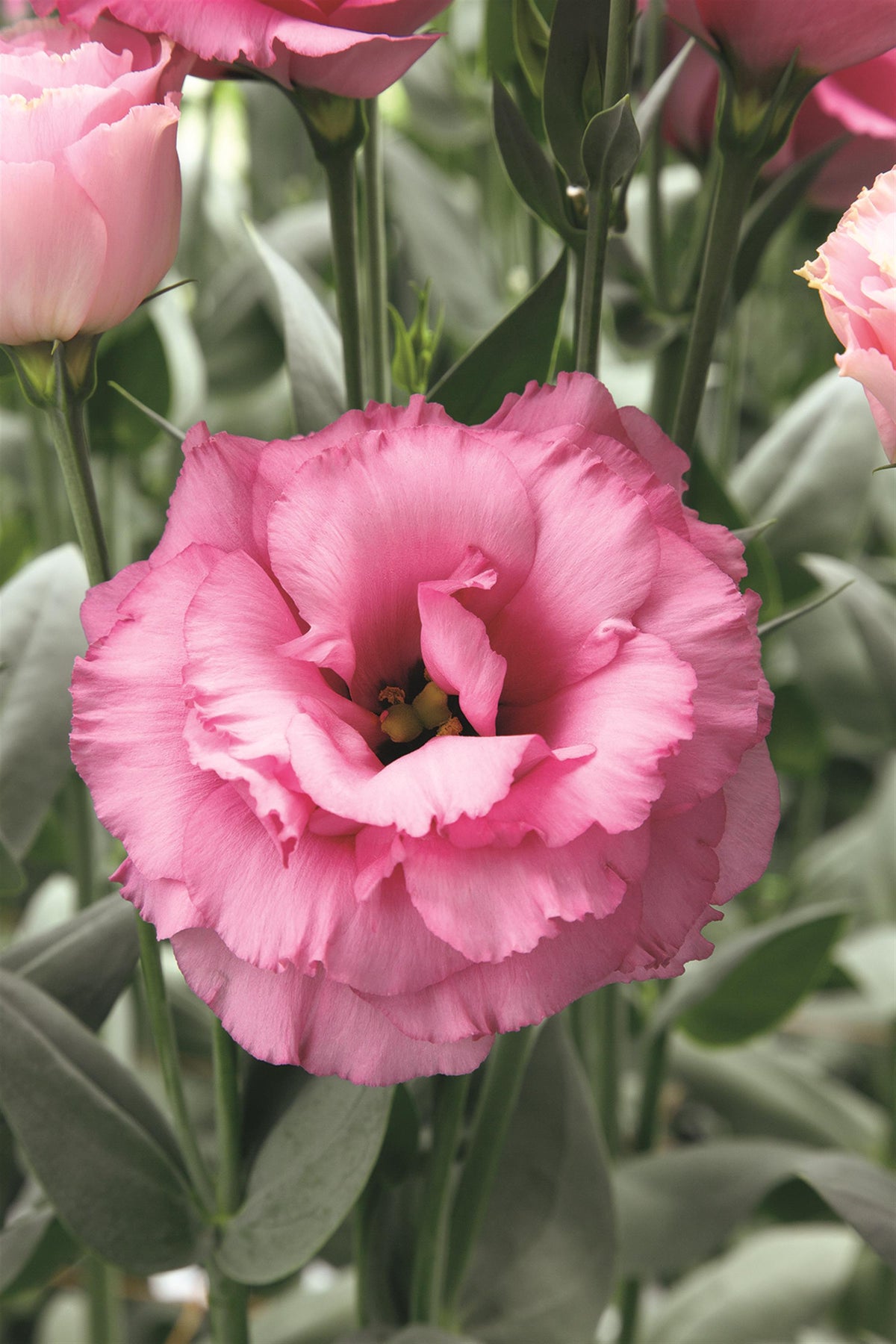 Cut Flower Seed Collection – 8 Varieties, 300 Seeds | Bouquet Garden Kit