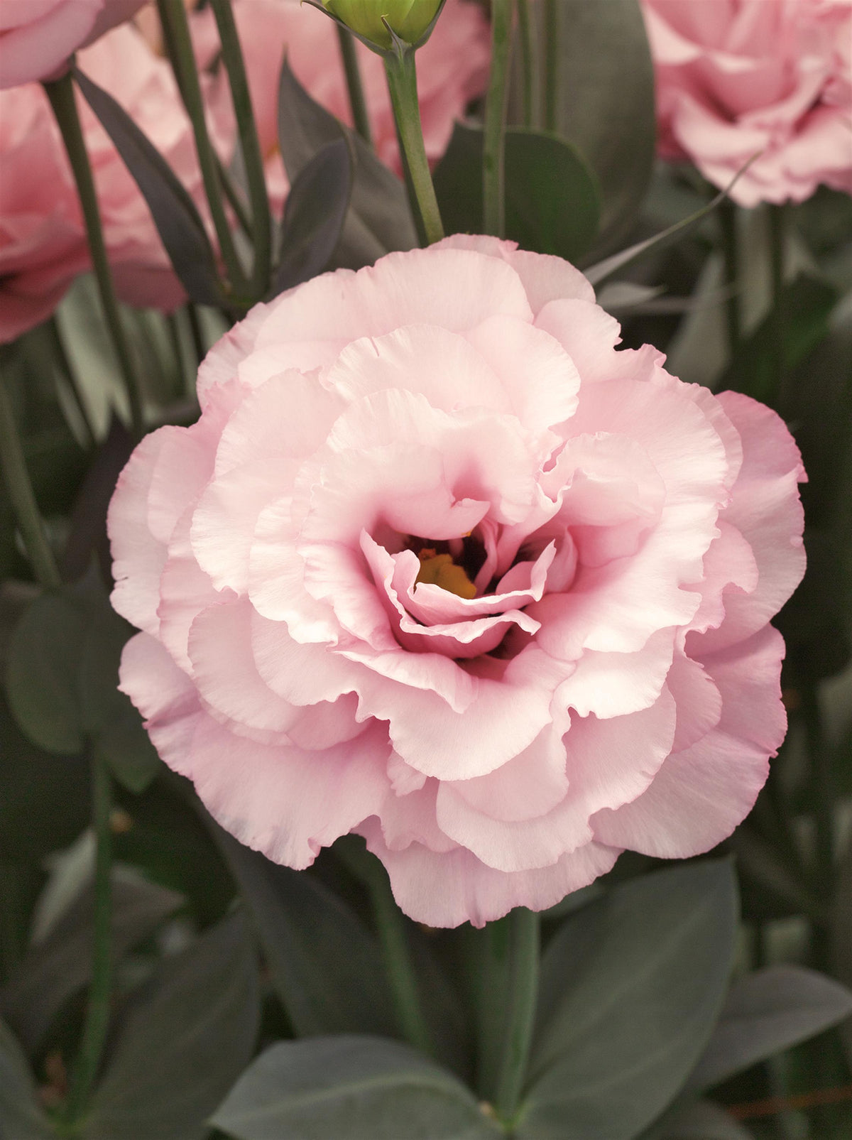 Wedding Bouquet Flower Seed Collection – 8 Varieties, 525 Seeds